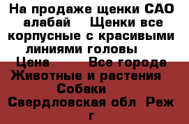 На продаже щенки САО (алабай ). Щенки все корпусные с красивыми линиями головы . › Цена ­ 30 - Все города Животные и растения » Собаки   . Свердловская обл.,Реж г.